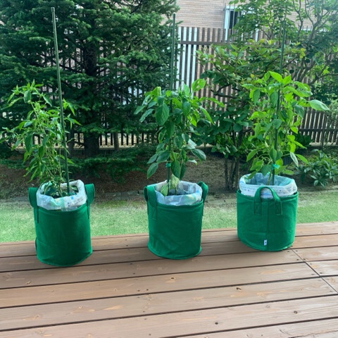 野菜の袋栽培2 安曇野ナーセリー 野菜の袋栽培2 安曇野ナーセリー