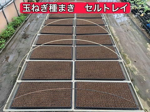 玉ねぎ苗の種まき 安曇野ナーセリー